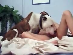 Stunning doggy is playing with lady