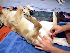 Dog gets pleasure from sextoy in the hole
