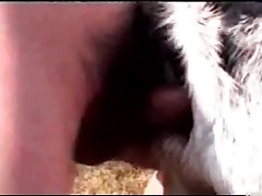 Man fucks horny animal in tight asshole!