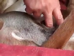Guy is stimulating doggy's anal hole
