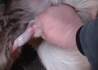 Stroking a nice animal dick with passion and love