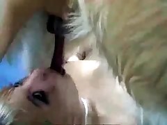 Small dog's dick is being sucked so hard
