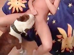 Boxer is licking juicy bald vagina