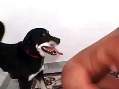 Cute beagle and naked bombshell!