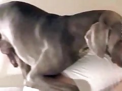 Home puppy is screwing slut so fast