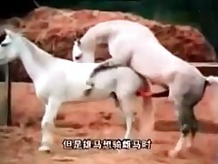Astonishing horse sex compilation