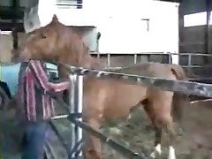 Horny man talks to this sexy brown horse