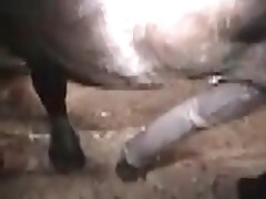 Pony fucks slender tied whore in the barn
