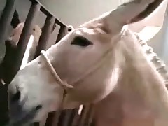 Two hardcore horses are having nice sex