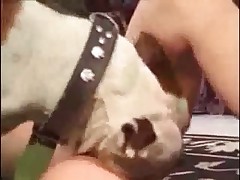 Puppy is licking childish hairy vagina