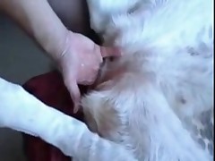 She puts her fingers in animal's asshole