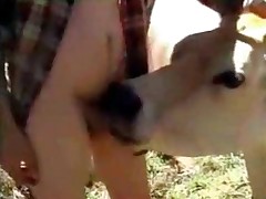 Hot cow is licking guy's small dick