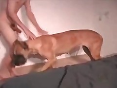 Man is penetrating small asshole of his dog
