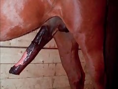 Insane perversions with horny stallions