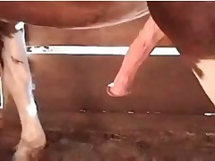 Stallion with big dick in the barn
