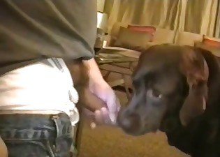 The doggy style bestiality porn with my retriever