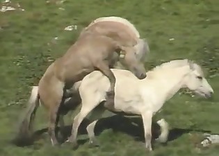 Pair of horses decide to have some sexual entertainment