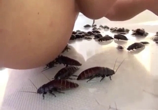 Insane insect bestiality porn extreme XXX