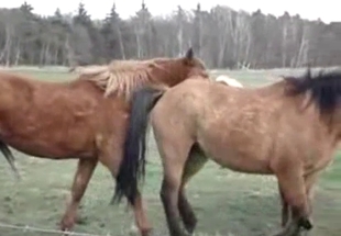 Two stallions have impressive sex at the farm