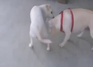 Zealous fuck movie with dogs that want to suck