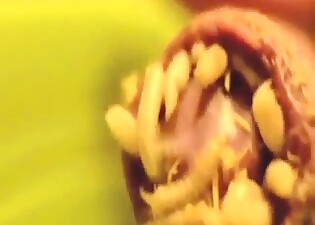 Maggots now live inside of his sexy foreskin