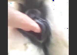 Rolling the sexiest mare pussy fuck footage