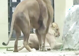 Zoo fuck scene with lions that fuck around