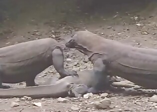 Reptiles fucking outdoor, Comodo Dragon sex