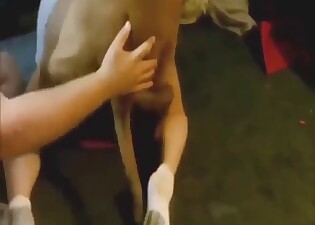Dog banging with a submissive animal here