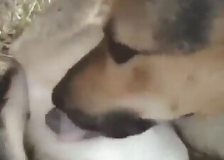 Dog cock is being flaunted in a hot scene