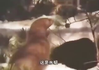 Mink vs rabbit in a hot zoo porn movie here