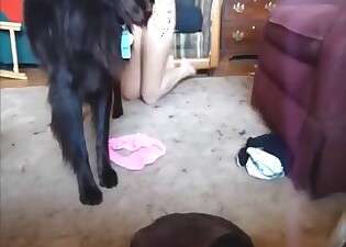 Curvy babe is going to fuck a dog passionately