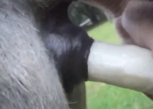 Donkey dildo fucking with impressive results