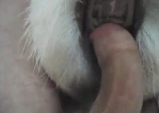 Zoophile porn with close-up pussy banging in POV