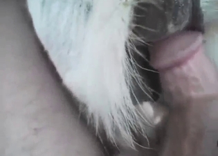 Zoophile porn with close-up pussy banging in POV
