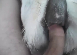 Zoophile porn with close-up pussy banging in POV