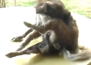 Zoo sex addict dog is sucking its own dick hard