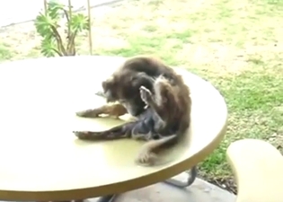 Zoo sex addict dog is sucking its own dick hard