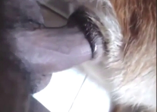 Bestiality porn shows close-up action with gaping