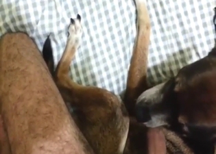 Zoo porn with a sexy guy who presents cock