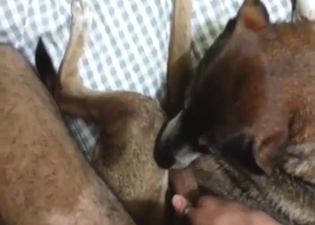 Zoo porn with a sexy guy who presents cock