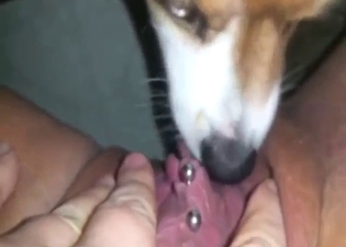 Bestiality sex: cunnilingus up close, it's wild