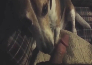 Zoophile dude has cute dog licking his meaty dong