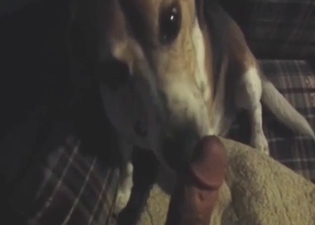 Zoophile dude has cute dog licking his meaty dong
