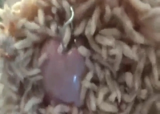 Zoo porn showing lots and lots of sexy maggots
