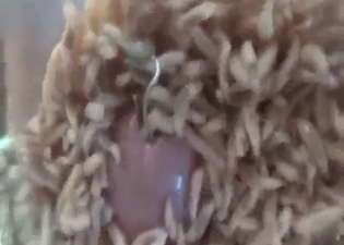 Zoo porn showing lots and lots of sexy maggots