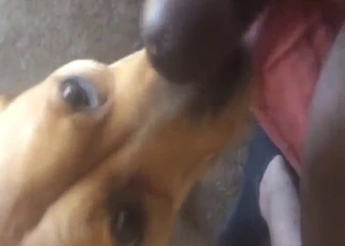 Zoo XXX fellatio with a BBC and a very eager dog