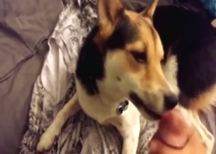 Bestiality sex scene sows a hot dog licking dick