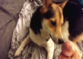 Bestiality sex scene sows a hot dog licking dick