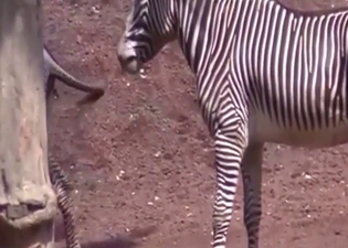 Zoo porn shows zebras getting it the F on